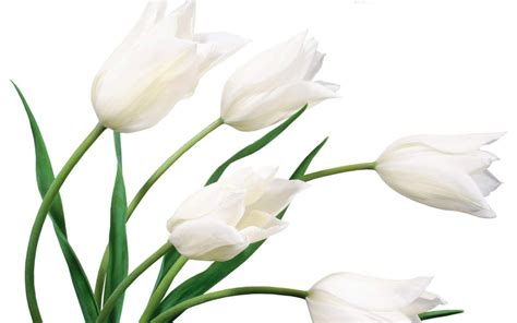 flower background white|beautiful flowers on white page.